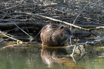 Poster - Ragondin,  Myocastor coypus