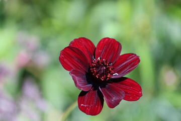 Canvas Print - Sweden. Cosmos atrosanguineus, the chocolate cosmos, is a species of Cosmos, native to Mexico.  