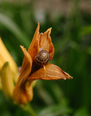 snail on a leaf