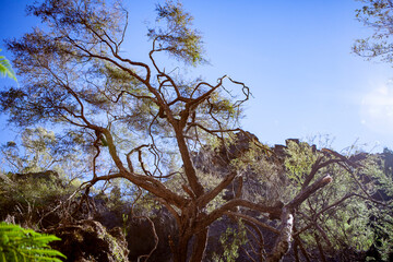 Wall Mural - Gardens of Stone National Park, Central Tablelands,  New South Wales, Australia
