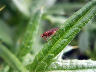 Poster - fly on a leaf summer garden