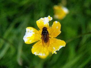 Poster - fly on a leaf summer garden