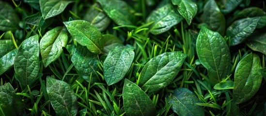 Poster - Close-up of Lush Green Foliage