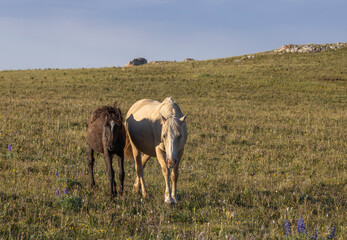 Wall Mural - Wild Horse Mare and Foal in the Pryor Mountains Montana in Summer