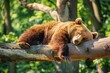 © Anna - funny bear sleep on a branch sunny day