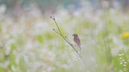 Wall Mural - A small bird sitting on a branch in the summer flower, 4k video