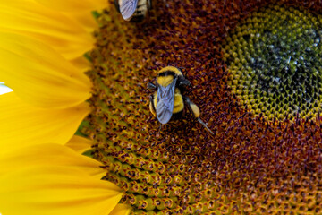 Abejas en una girasol silvestre