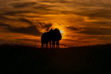 Poster - Two cows silhouetted by a sunset sky, at Kingston Ridge in Sussex