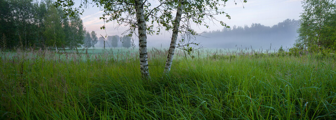 Aufkleber - Morning summer foggy mystical panorama landscape with birches and wild meadow