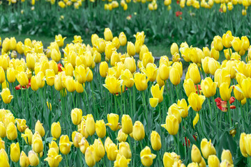 Yellow flowers tulips blossom in river embankment. Bulbous ornamental tulipa plants of liliaceae family grow on flowerbed. Floral petals bloom. Flower yellow carpet from buds. Landscaping parks.