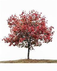 A sweetgum tree with vibrant red leaves stands alone against a white backdrop