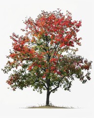 One Sweetgum tree with red and green leaves stands alone