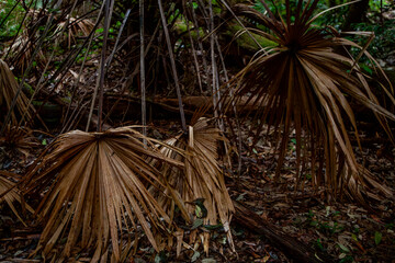 Wall Mural - The Castle Walking Track, Budawang National Park, New South Wales, Australia