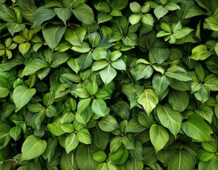 Wall Mural - A bunch of green leaves placed on a wall. Can be used as a background or for nature-themed designs