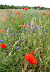 Sticker - Wild flowers grow in the field.