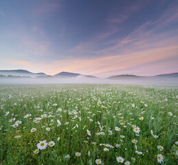 Wall Mural - Spring camomile meadow in mountain