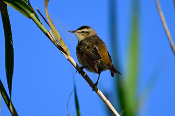 Canvas Print - Schilfrohrsänger // Sedge warbler (Acrocephalus schoenobaenus)