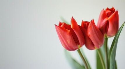 Wall Mural - Beautiful red tulip flowers in a soft focus against a white backdrop with space for text