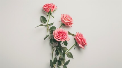 Wall Mural - pink roses bouquet on white backdrop minimal arrangement top down view