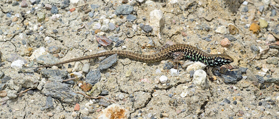 Canvas Print - Milos-Mauereidechse - Männchen // Milos wall lizard - male (Podarcis milensis) - Milos, Greece