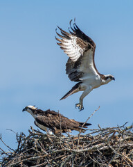 Wall Mural - osprey in nest