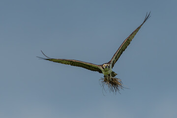 Wall Mural - osprey flying with claws filled with nesting material
