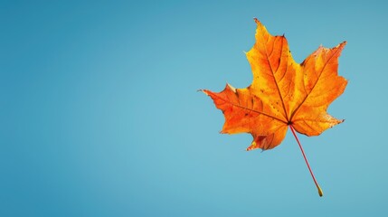 Canvas Print - Autumn maple leaf changing color against blue sky with space for text