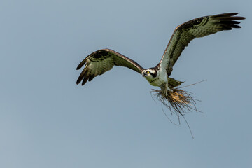 Wall Mural - osprey flying with claws filled with nesting material