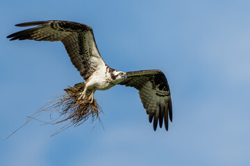 Wall Mural - osprey flying with claws filled with nesting material