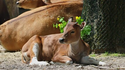 Wall Mural - Family of Banteng, Bos javanicus or Red Bull. It is a type of wild cattle But there are key characteristics that are different from cattle and bison: a white band bottom in both males and females.