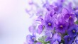 Sweet smelling violets in a spring bouquet on white background Easter theme Close up with blurred background