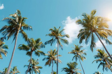 Low angle view of palm trees growing against blue sky during sunny day
