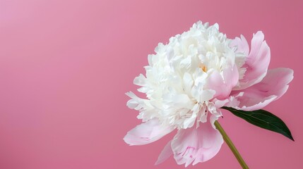 Wall Mural - Beautiful white peony flower on pink background with copy space minimal holiday concept