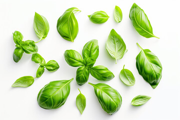 green leaves isolated on white