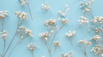 Canvas Print - White dry flowers viewed from above on light blue surface in a flat lay arrangement