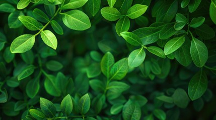 Wall Mural - green leaves in garden as ecological background