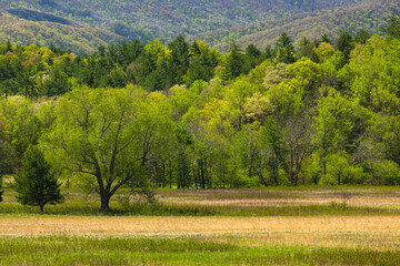 Wall Mural - Cades Cove in the Spring