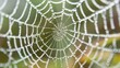 © Bettina - Spider web background with suspended dew drops covers the entire surface, macro photography on blur autumn trees background