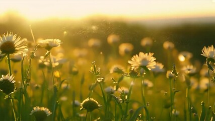 Sticker - Beautiful summer natural background with yellow white flowers daisies, clovers and dandelions in grass against of dawn morning