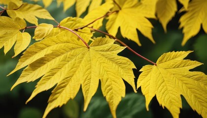 Canvas Print - Golden Autumn Leaves.