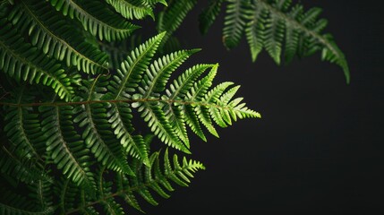 Wall Mural - Isolated New Zealand tree fern on black background with copy space no humans