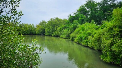 Green trees in mangrove forest beside swamp landscape for nature and tropical concept.