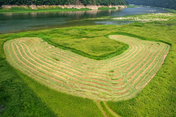 Wall Mural - The beautiful green field on summer.
