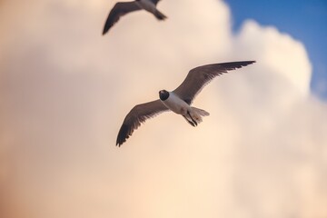 Wall Mural - Black-headed gull in flight with a soft focus background of clouds and blue sky.