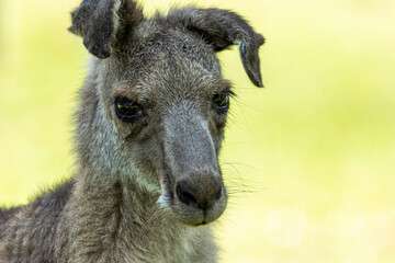 Portrait of a Grey Kangaroo 