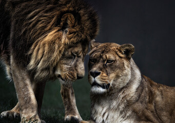 A Barbary Lion and Lioness