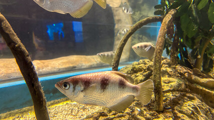 Wall Mural - Archery fish in aquarium