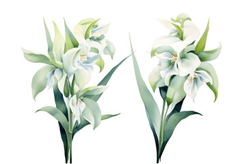 2 watercolor prosthechea bud flowers, floral element painting, clipart isolated