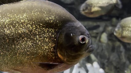 Wall Mural - A lot of Piranha in aquarium