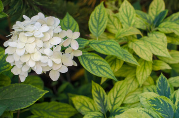 Hydrangea